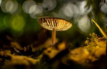 Mushroom in the Reest valley