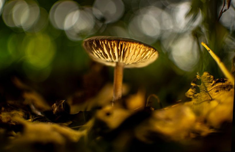 Mushroom in the Reest valley by Judith de Hollander