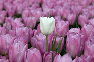 eine weiße Tulpe in einem rosa Tulpenfeld