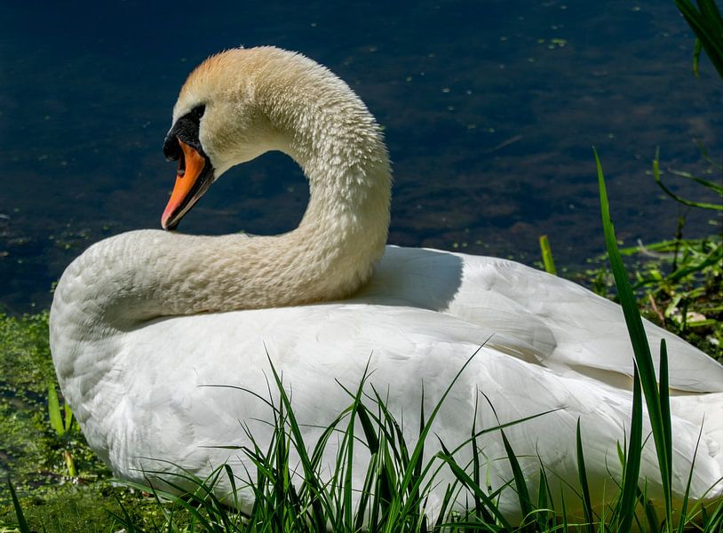 White Swan by the Lake. by Gerwin Schadl