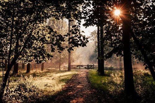 Sonnenaufgang beleuchteter Durchgang im Leeuwarder Bos