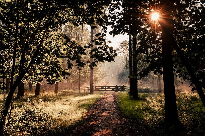 Passage éclairé au lever du soleil dans le Bos Leeuwarder par Nando Foto