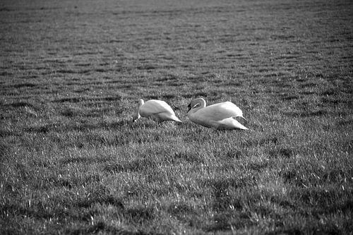 Twee zwanen op een weiland in Emsland