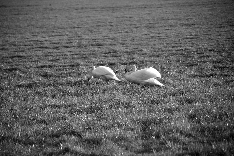 Deux cygnes dans une prairie de l'Emsland par Bianca Meyering Fotos - BMF