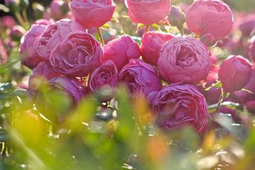 Roze rozen van Marianna Pobedimova