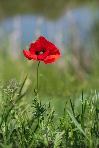 Wildblumen: ein einzelner roter Mohn in einer Grünanlage