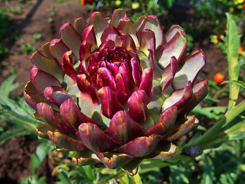 Artichaut par Edgar Schermaul