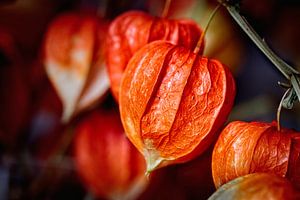 Lampion plant van Rob Boon