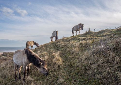 Kudde Koniks op een duin