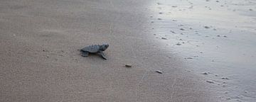 Turtle on tour by Chris Smid