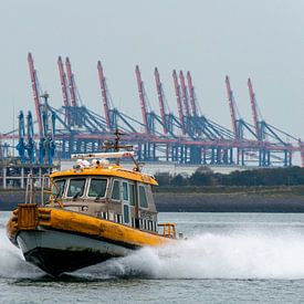 Ruderer im Hafen von Rotterdam von scheepskijkerhavenfotografie