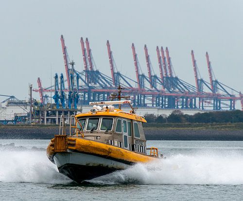 De roeiers in de haven van Rotterdam