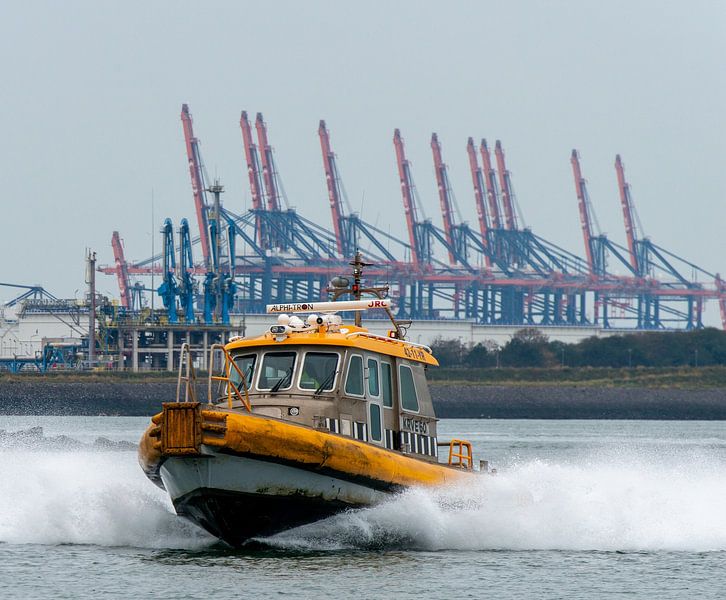 De roeiers in de haven van Rotterdam van scheepskijkerhavenfotografie
