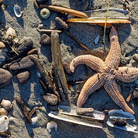 aangespoelde zeester op het strand na een storm by Rick Keus