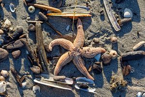 aangespoelde zeester op het strand na een storm van Rick Keus