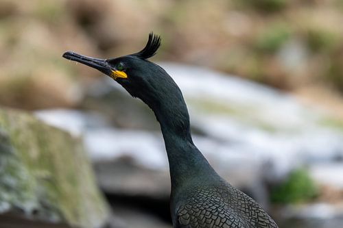 Portret van een Kuifaalscholver van Bert Altena