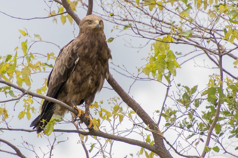 Aigle dans la nature par Marijke Arends-Meiring