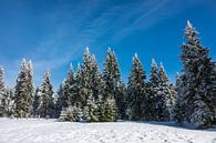 Winter im Riesengebirge in Tschechien von Rico Ködder Miniaturansicht