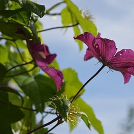 Clematis sur Amber van den Broek