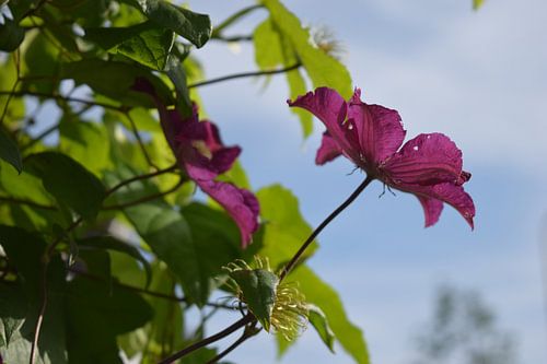 Clematis