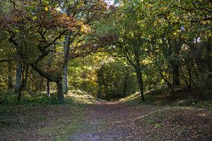 autumn trees in forest
