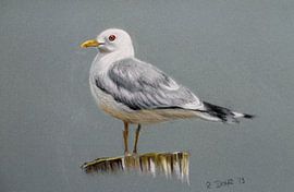 Seagull by Renate Dohr