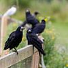 Portrait van zwarte raven die zij-aan-zij op een hek zitten sur Bruno Baudry