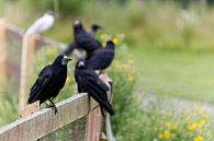Portrait van zwarte raven die zij-aan-zij op een hek zitten van Bruno Baudry thumbnail