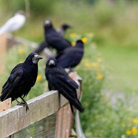 Portrait of black raven sitting side by side on a fence von Bruno Baudry
