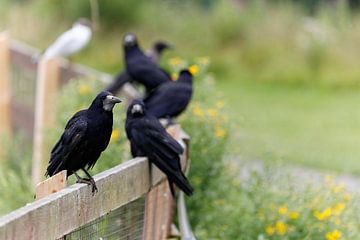 Portrait van zwarte raven die zij-aan-zij op een hek zitten