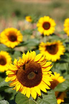 Sunflowers, (Helianthus annuus), Bremen, Germany, Europe