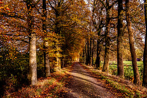 Waldweg mit Bäumen im Herbst.