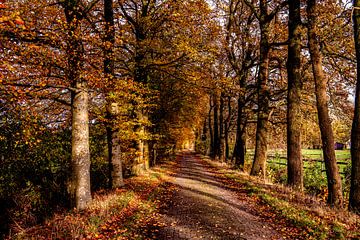 Chemin forestier avec des arbres en automne. sur Brian Morgan