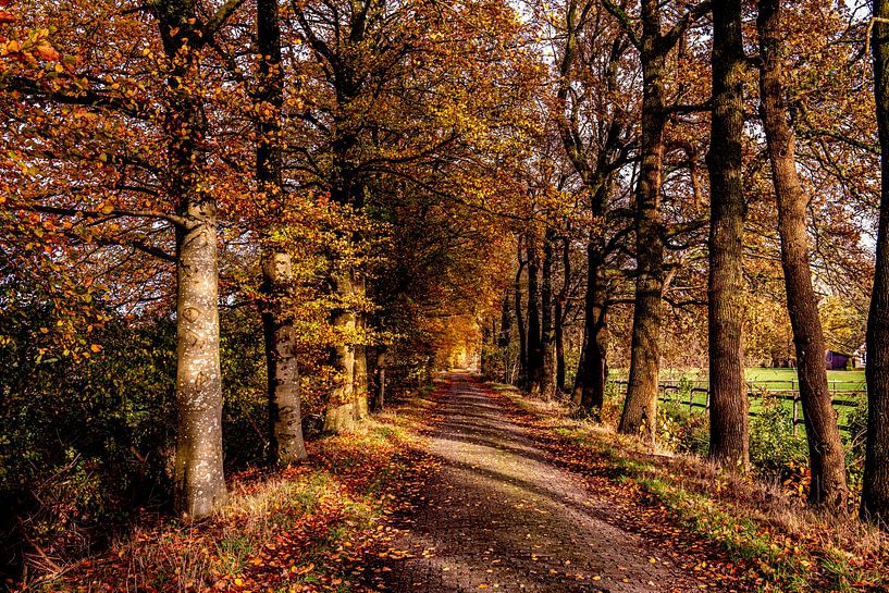 Waldweg mit Bäumen im Herbst. von Brian Morgan