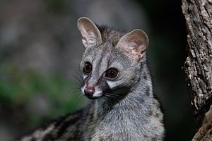 Gen-Katze