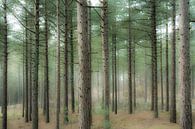 A Thousand trees par Violet Johan Aperçu