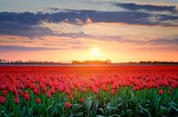 Rode tulpen in een veld tijdens een lente zonsondergang van Sjoerd van der Wal Fotografie thumbnail
