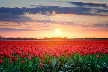 Red tulips in a field during a springtime sunset by Sjoerd van der Wal