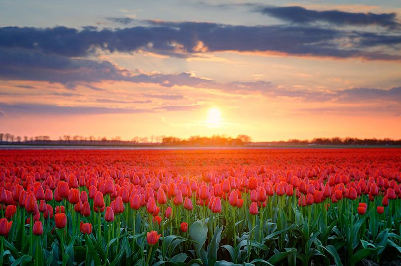 Rode tulpen in een veld tijdens een lente zonsondergang van Sjoerd van der Wal Fotografie