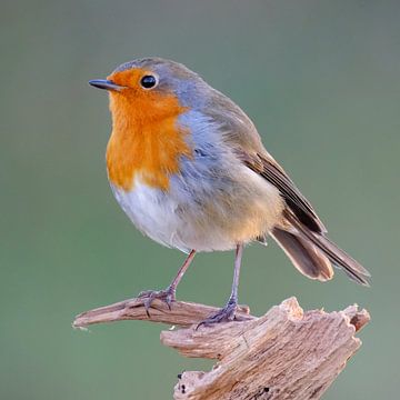 Robins by Sabrina de Vries