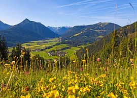 Eine Blumenwiese in Reitdorf von Christa Kramer