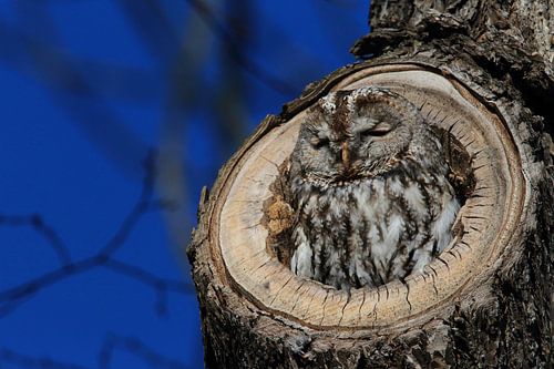 Bosuil (Strix aluco) in een holle boomstronk Duitsland