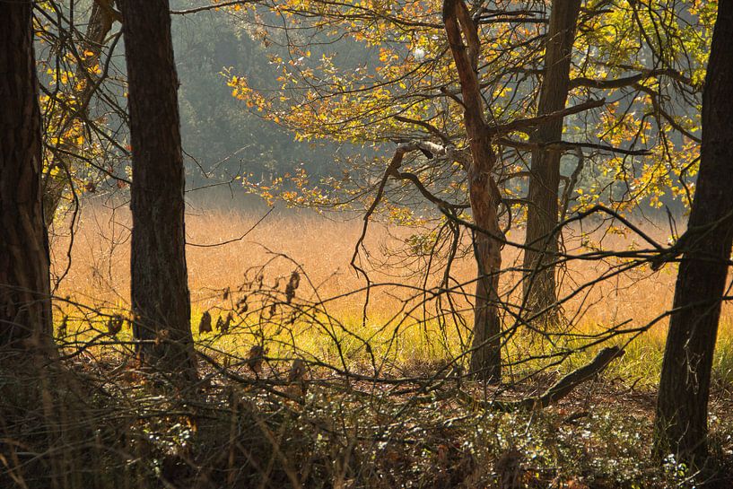 Kleurrijk doorkijkje von Wanda van Eck