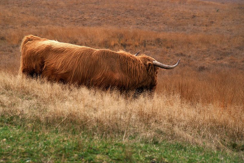 Highlander écossais dans un paysage de prairie automnale par Gert van Santen