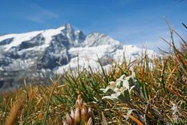 Großglockner, edelweiss and marmots - pure Alpine idyll in Austria. Buy the impressive Alpine photo as a canvas or wall mural now and enjoy nature at home.