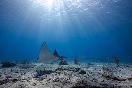 Raie aigle tachetée