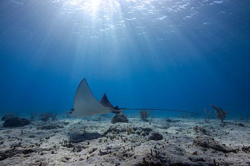 Spotted eagle ray