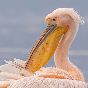 Rose pelican in northern Greece. by Kris Hermans