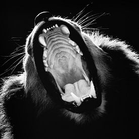 Gähnender Löwe! von Eric van Horrik