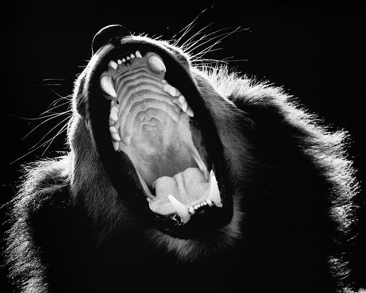 Yawning lion! by Close_Up_And.....
